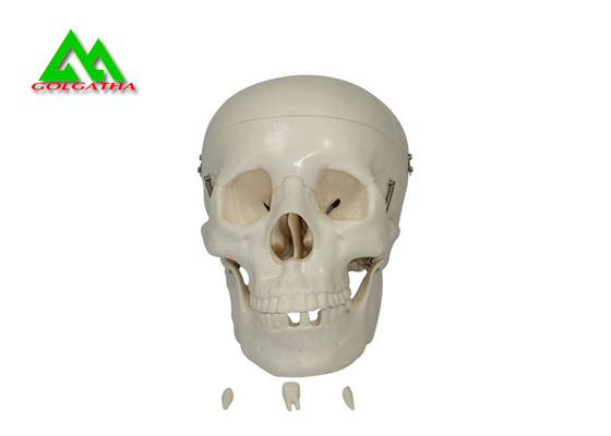 Китай Пластиковые медицинские уча модели анатомический человеческий череп для изучать анатомию поставщик
