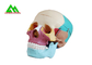 Пластиковые медицинские уча модели анатомический человеческий череп для изучать анатомию поставщик