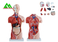 Модель анатомии торса медицинского двойного секса человеческая с главной ясной структурой поставщик