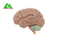 Естественная выглядя человеческая анатомическая модель мозга для студент-медиков поставщик