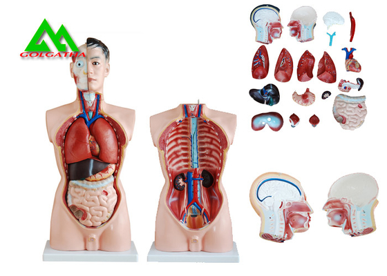 Китай Модель анатомии торса медицинского двойного секса человеческая с главной ясной структурой поставщик