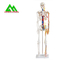 В натуральную величину медицинская анатомическая человеческая каркасная модель 97 кс 45,5 кс 28км поставщик