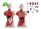 Модель анатомии торса медицинского двойного секса человеческая с главной ясной структурой поставщик