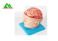 Естественная выглядя человеческая анатомическая модель мозга для студент-медиков поставщик