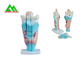 Человеческие анатомические медицинские уча модели пластиковая модель внутреннего уха поставщик