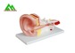 Человеческие анатомические медицинские уча модели пластиковая модель внутреннего уха поставщик