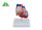 Пластиковая человеческая анатомическая модель сердца в натуральную величину для студент-медиков поставщик