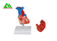 Пластиковая человеческая анатомическая модель сердца в натуральную величину для студент-медиков поставщик